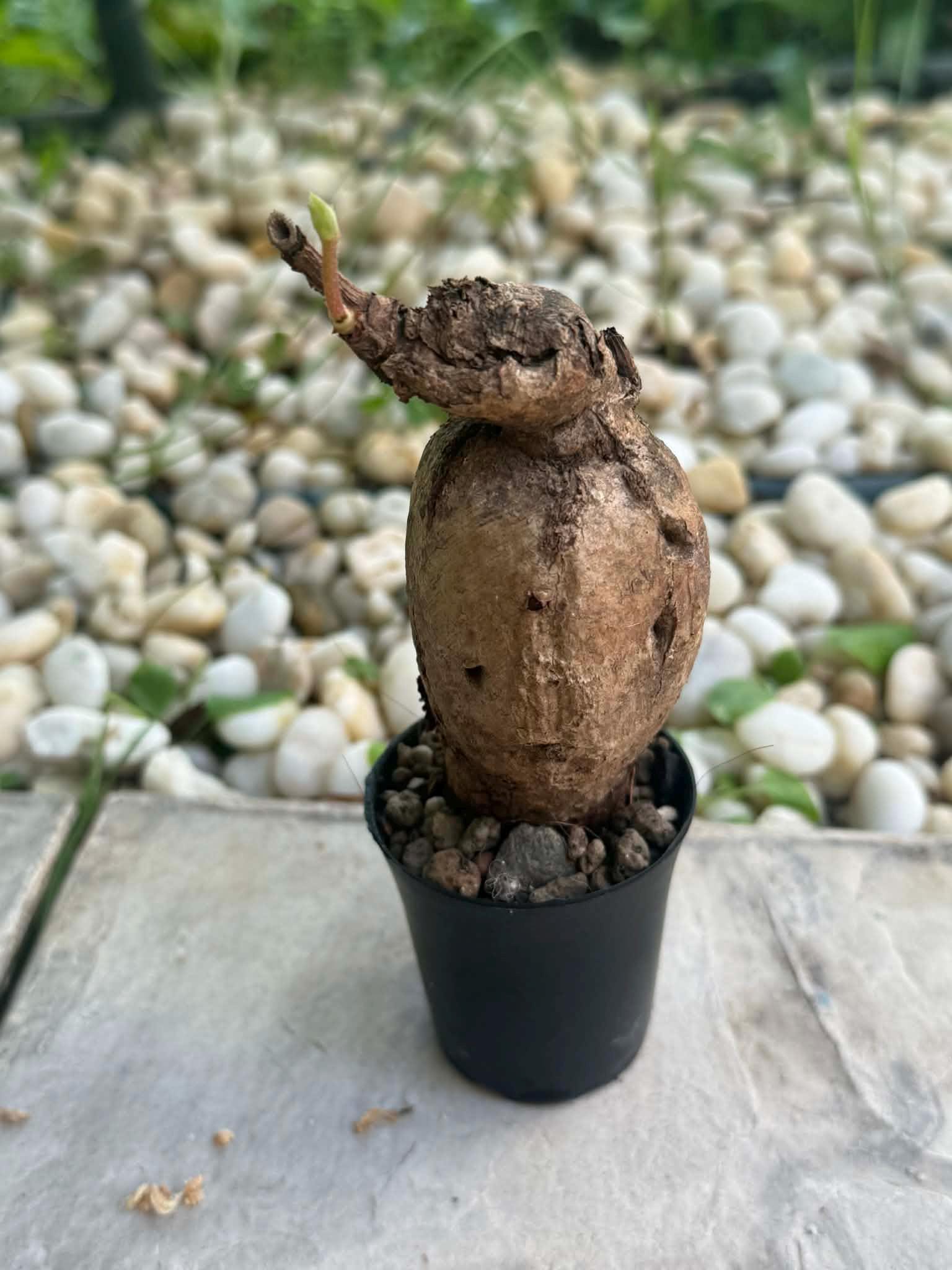 Anperoshissasu Marutini アンペロシッサス・マルティニ   1 Plant Caudex plant Ampelocissus Martini Wild Grape