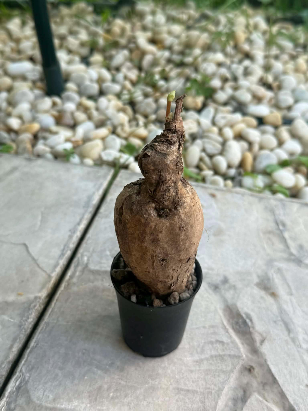 Anperoshissasu Marutini アンペロシッサス・マルティニ   1 Plant Caudex plant Ampelocissus Martini Wild Grape