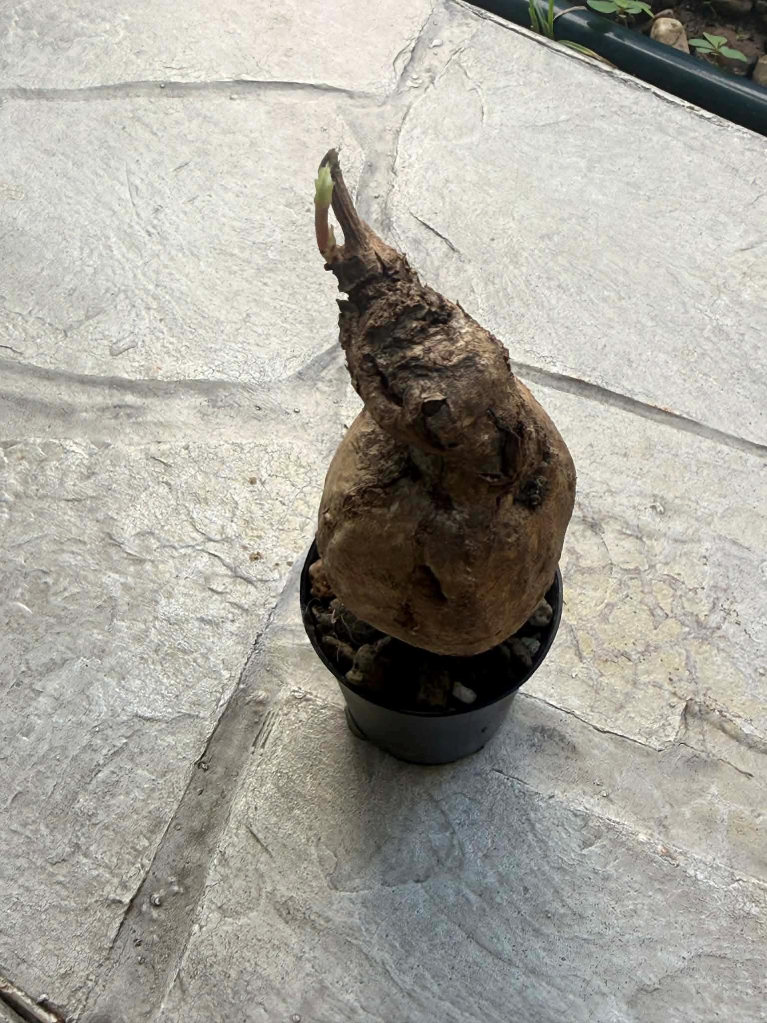 Anperoshissasu Marutini アンペロシッサス・マルティニ   1 Plant Caudex plant Ampelocissus Martini Wild Grape