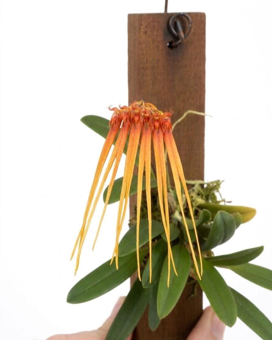 Bulbophyllum hirundinis Mini Bulbophyllum (Rare Collector's Item)