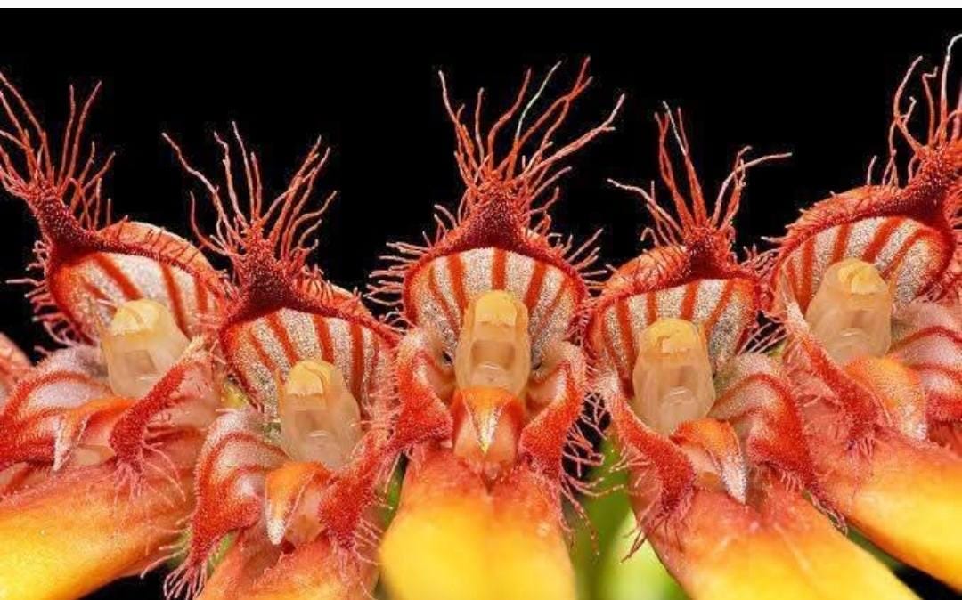 Bulbophyllum hirundinis Mini Bulbophyllum (Rare Collector's Item)