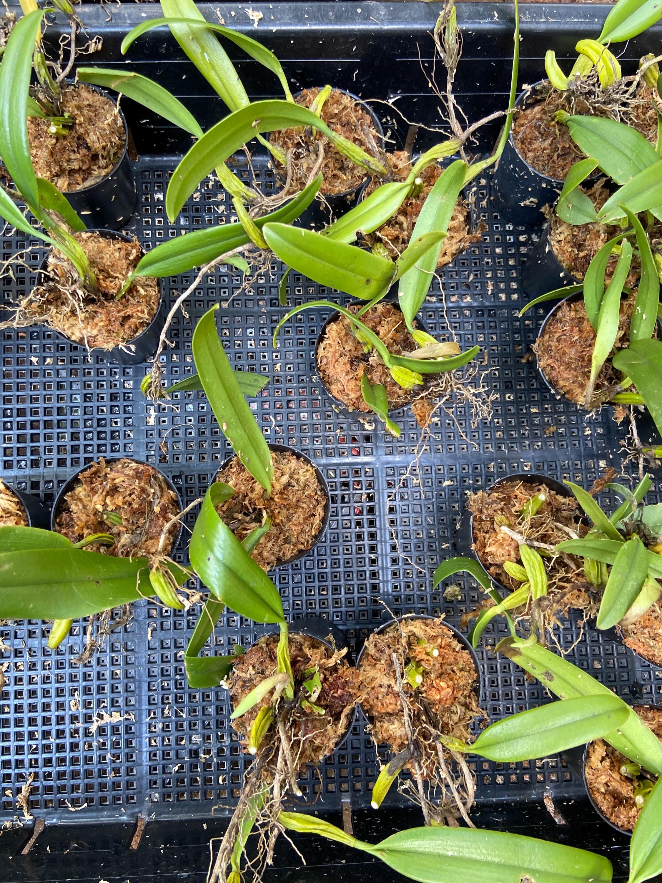 Bulbophyllum salmoneum 1 Plant Mini Bulbophyllum (Rare Collector's Item)