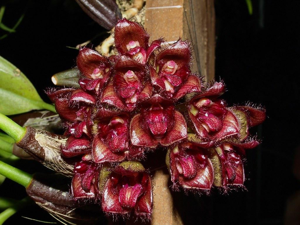 Bulbophyllum sigaldiae 1 Plant Orchid (Rare Collector's Item)