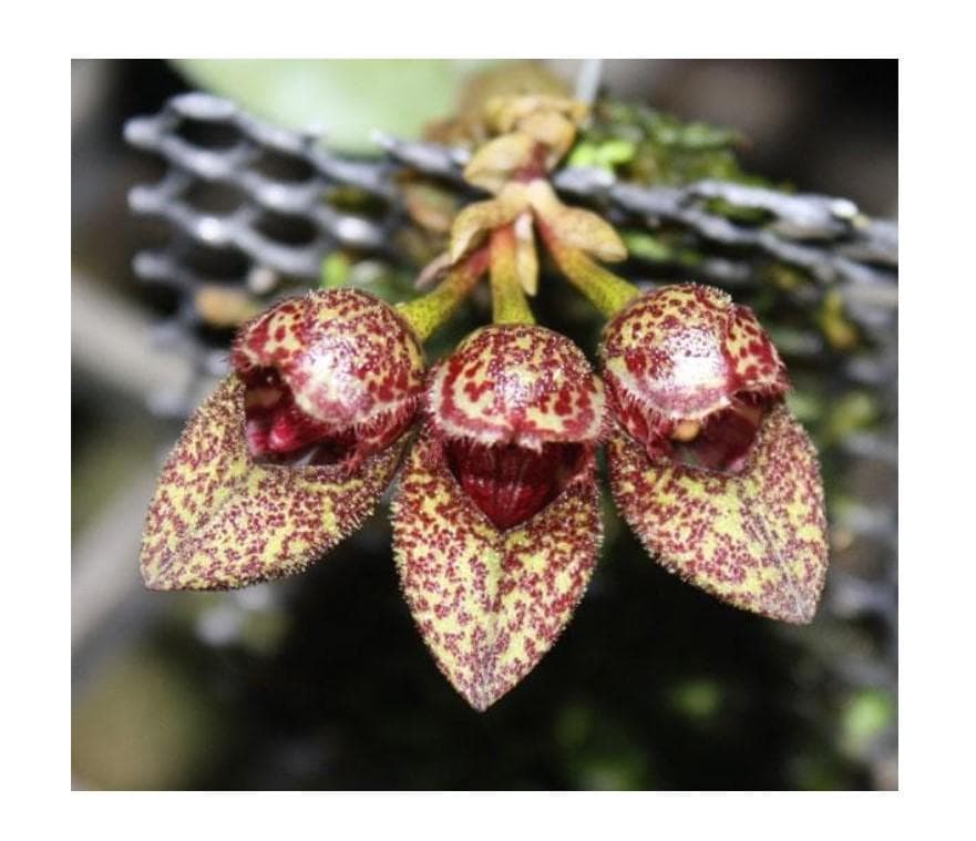 Bulbophyllum frostii 1 Plant Orchid (Rare Collector's Item)