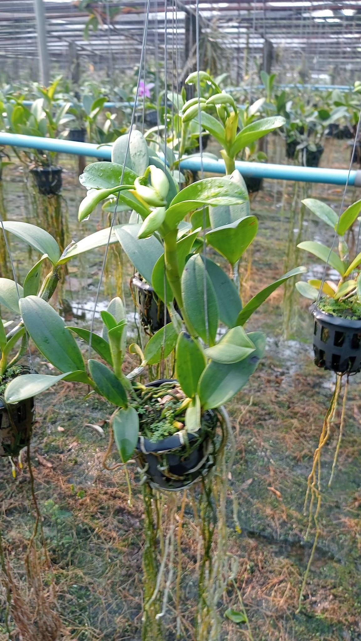 Cattleya violacea var.flamea Cattleya Alliance 1 Plant Bloom Size