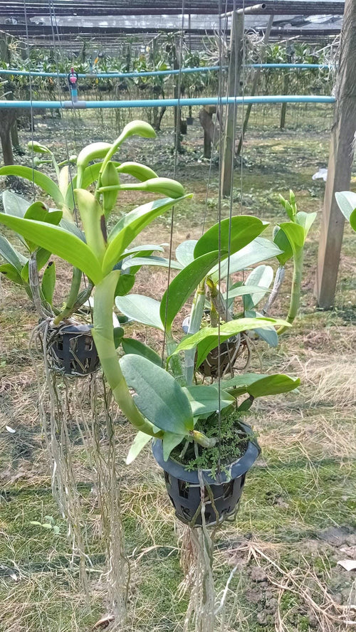 Cattleya violacea var.flamea Cattleya Alliance 1 Plant Bloom Size