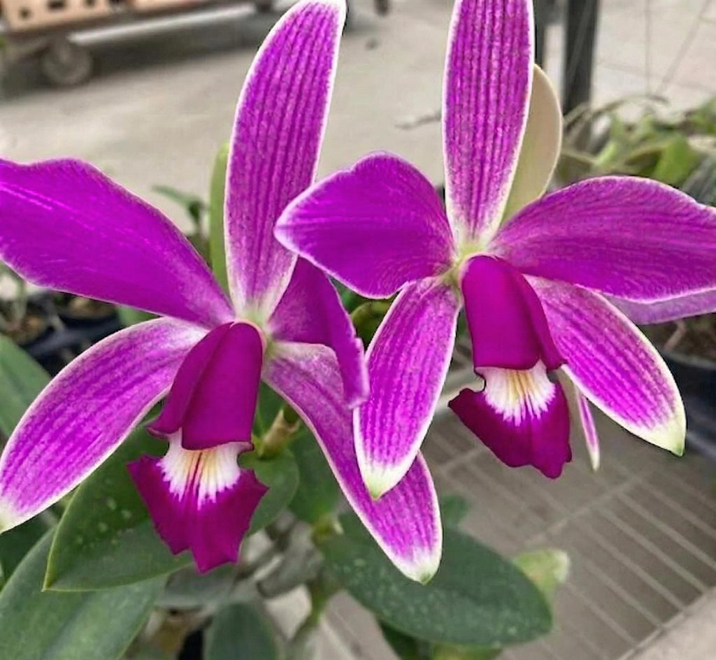 Cattleya violacea var.flamea Cattleya Alliance 1 Plant Bloom Size
