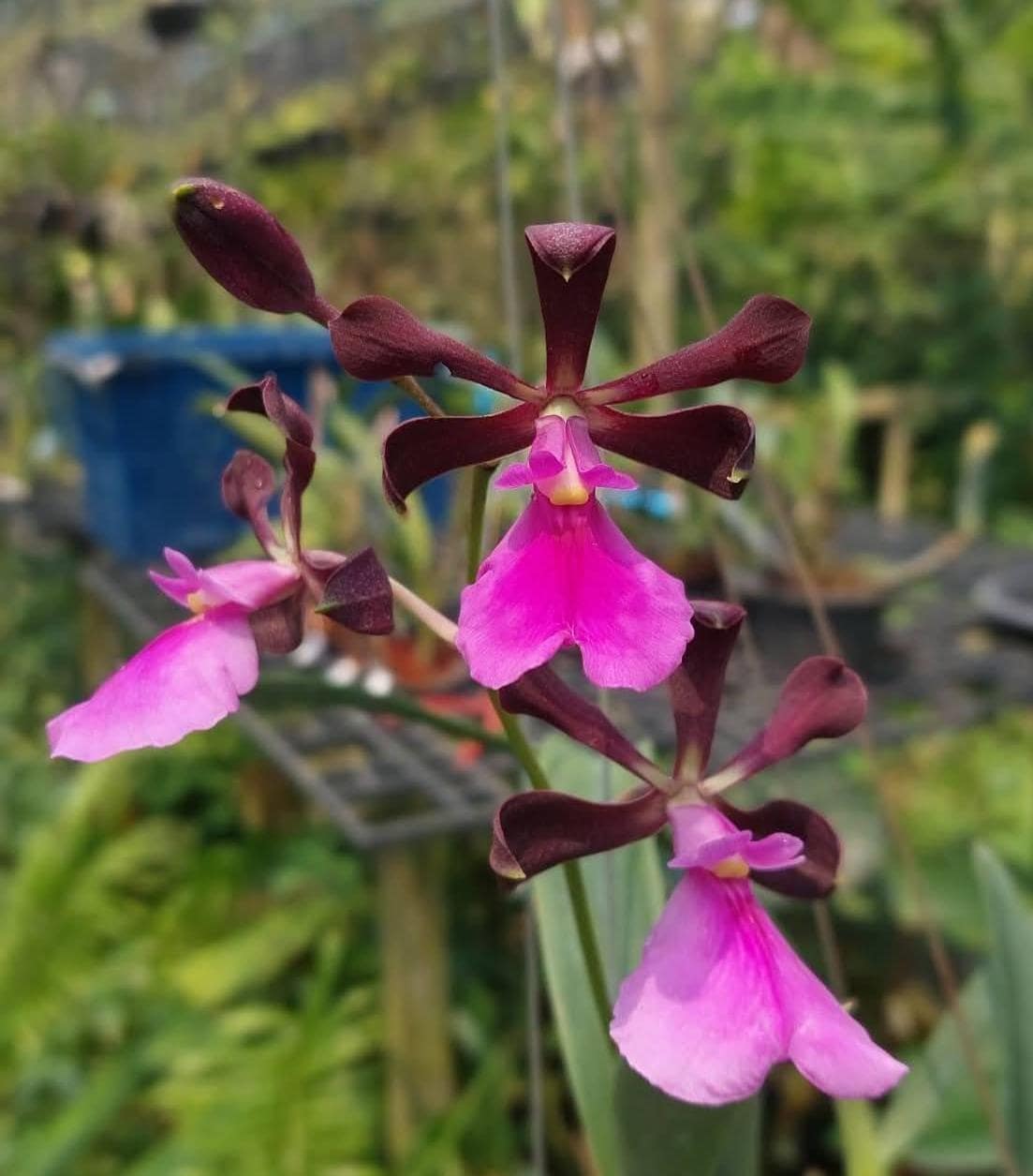 Encyclia cordigera v. rosea (selected dark) 1 Plant Encyclia Epidendrum Cattleya Dendrobium Orchids