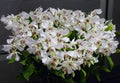 Dendrobium Roy Tokunaga 1 Plant Orchid hybrid plant