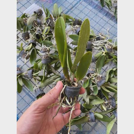 Brassocattleya Taiwan Big Lip 1 Plant Orchid (Rare Collector's Item)