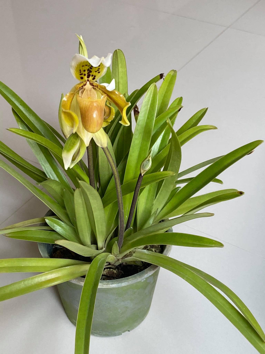 Paphiopedilum exul 1 Plant Lady slipper Orchid (Rare Collector's Item) Thailand orchid