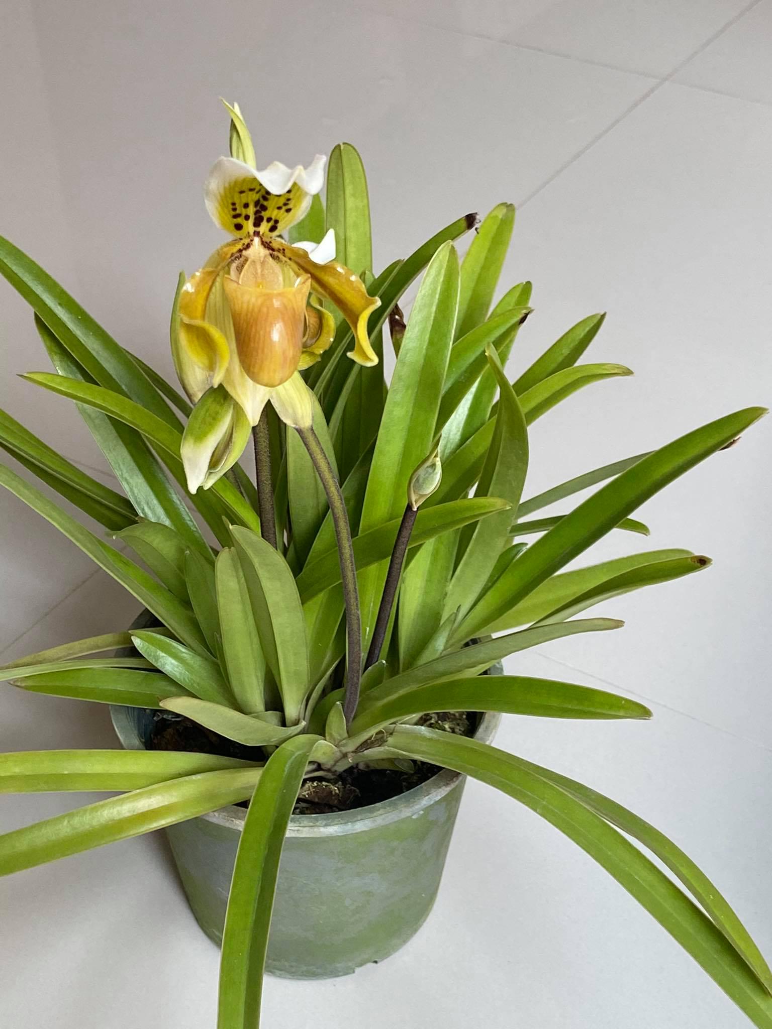 Paphiopedilum exul 1 Plant Lady slipper Orchid (Rare Collector's Item) Thailand orchid