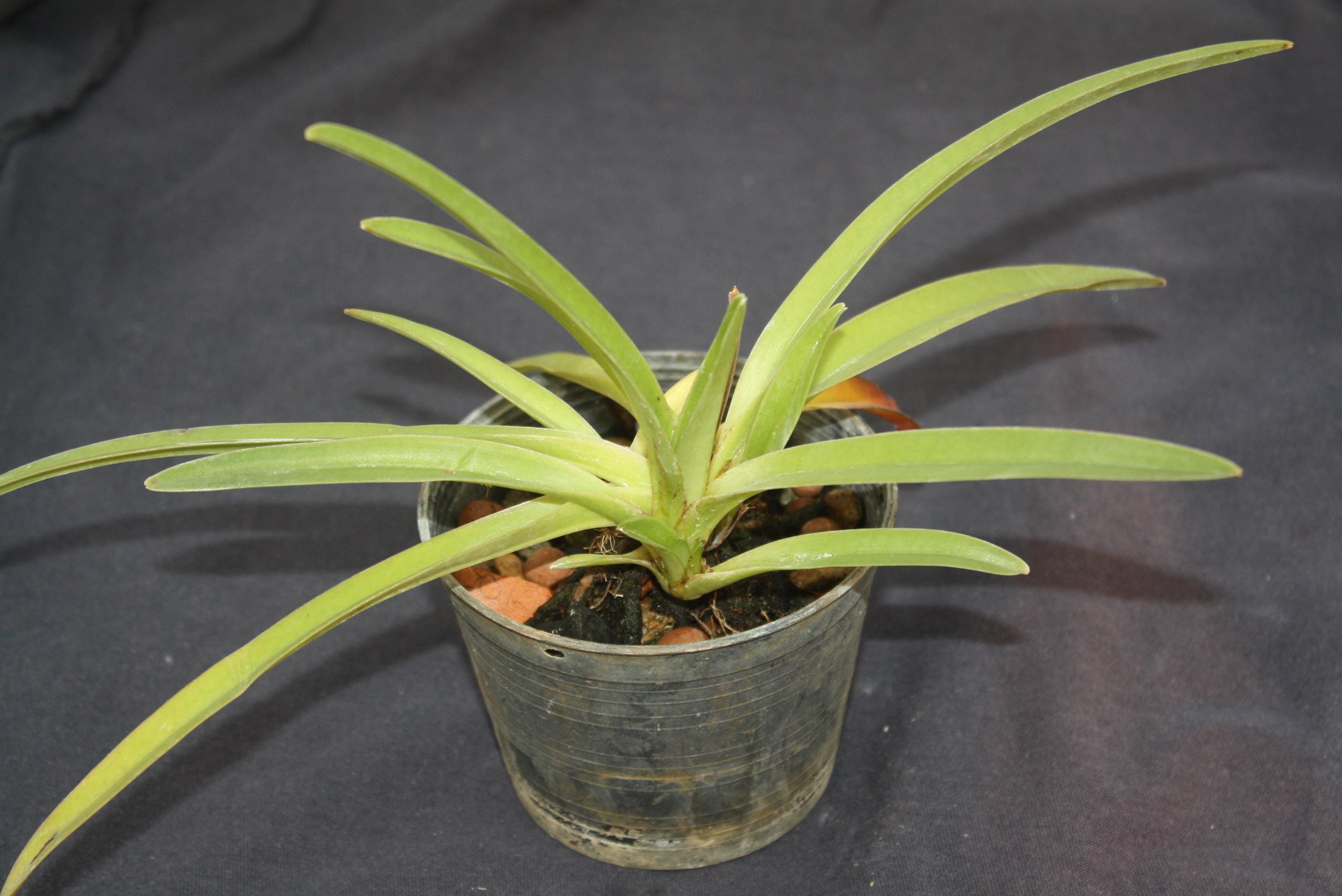 Paphiopedilum exul 1 Plant Lady slipper Orchid (Rare Collector's Item) Thailand orchid