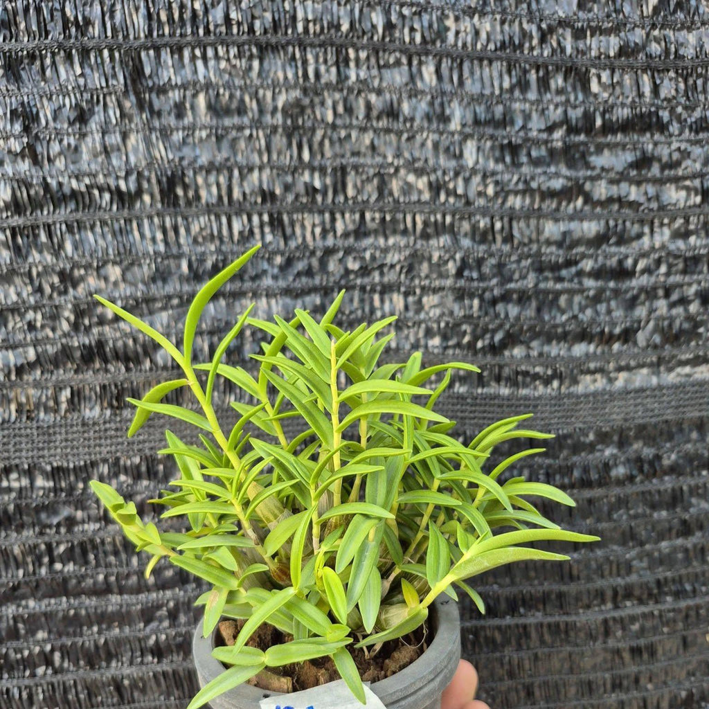 Dendrobium faciferum Orchid Plant, Bloom Size, 4" Pot