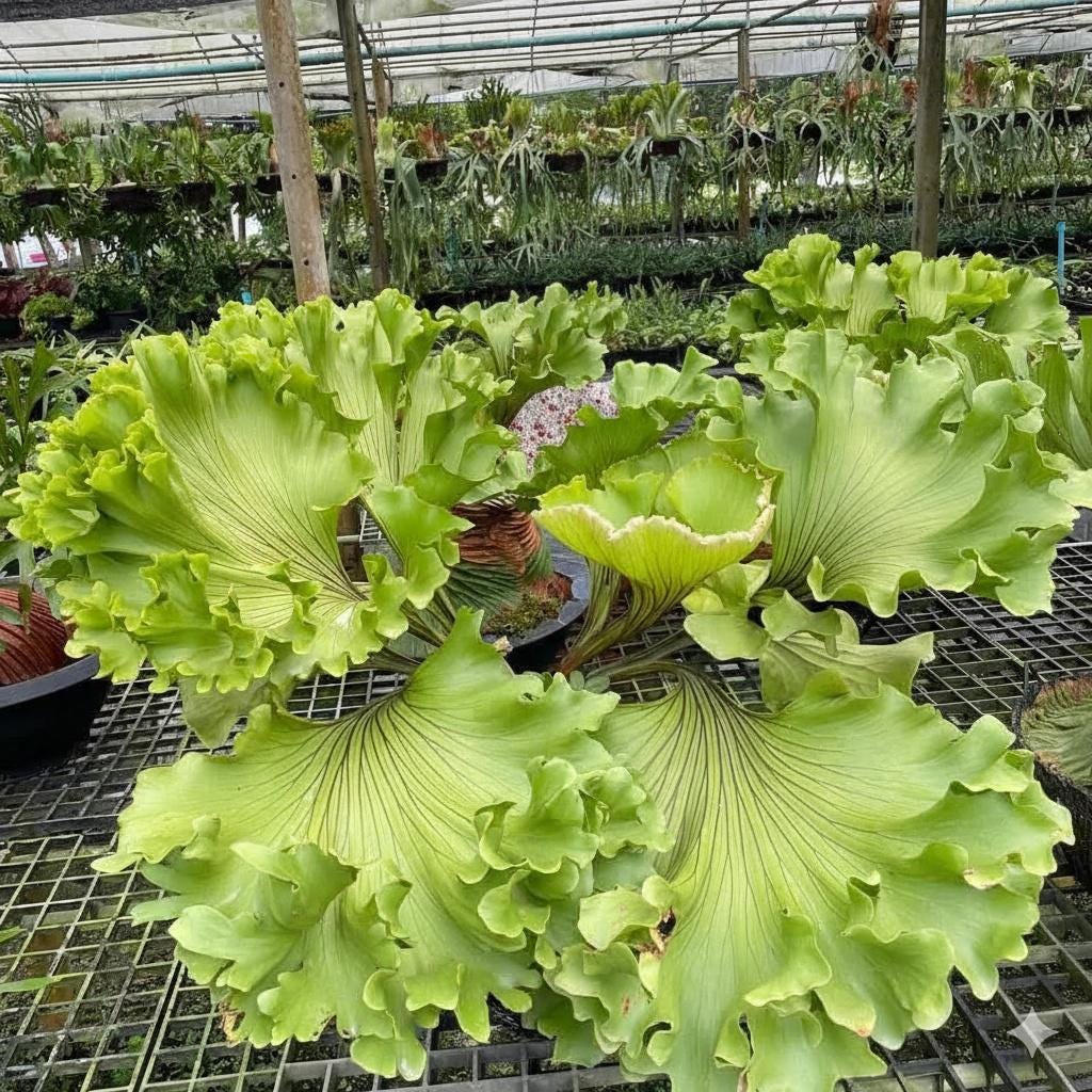 A x Platycerium ridleyi "Monkey King"  Staghorn Fern - 1 Plant (Plant A)
