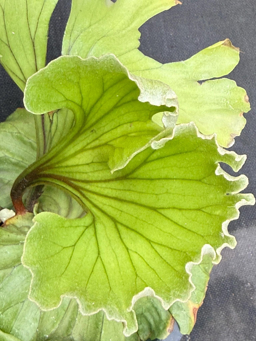 A x Platycerium ridleyi "Monkey King"  Staghorn Fern - 1 Plant (Plant A)