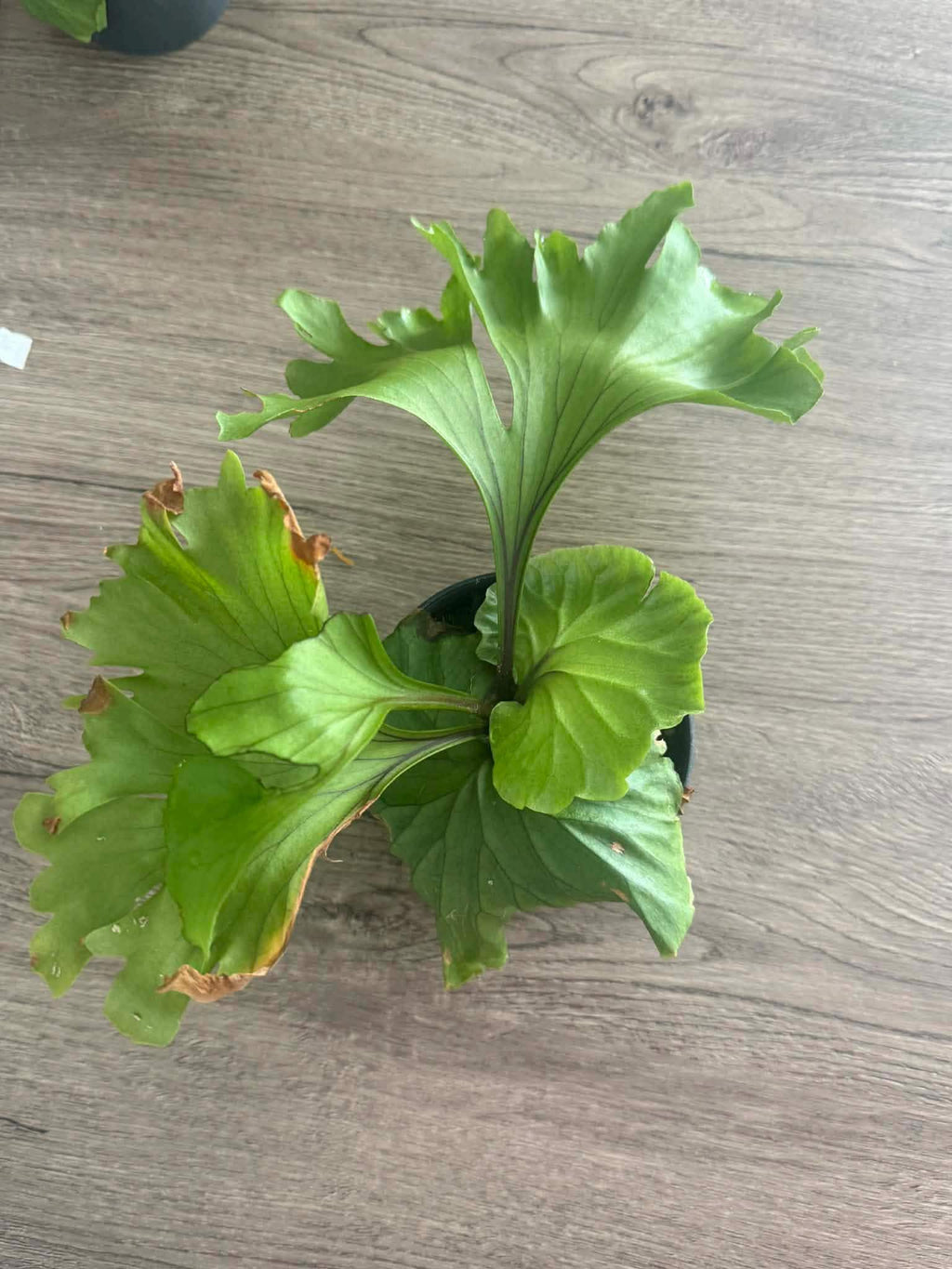 A x Platycerium ridleyi "Monkey King"  Staghorn Fern - 1 Plant (Plant A)