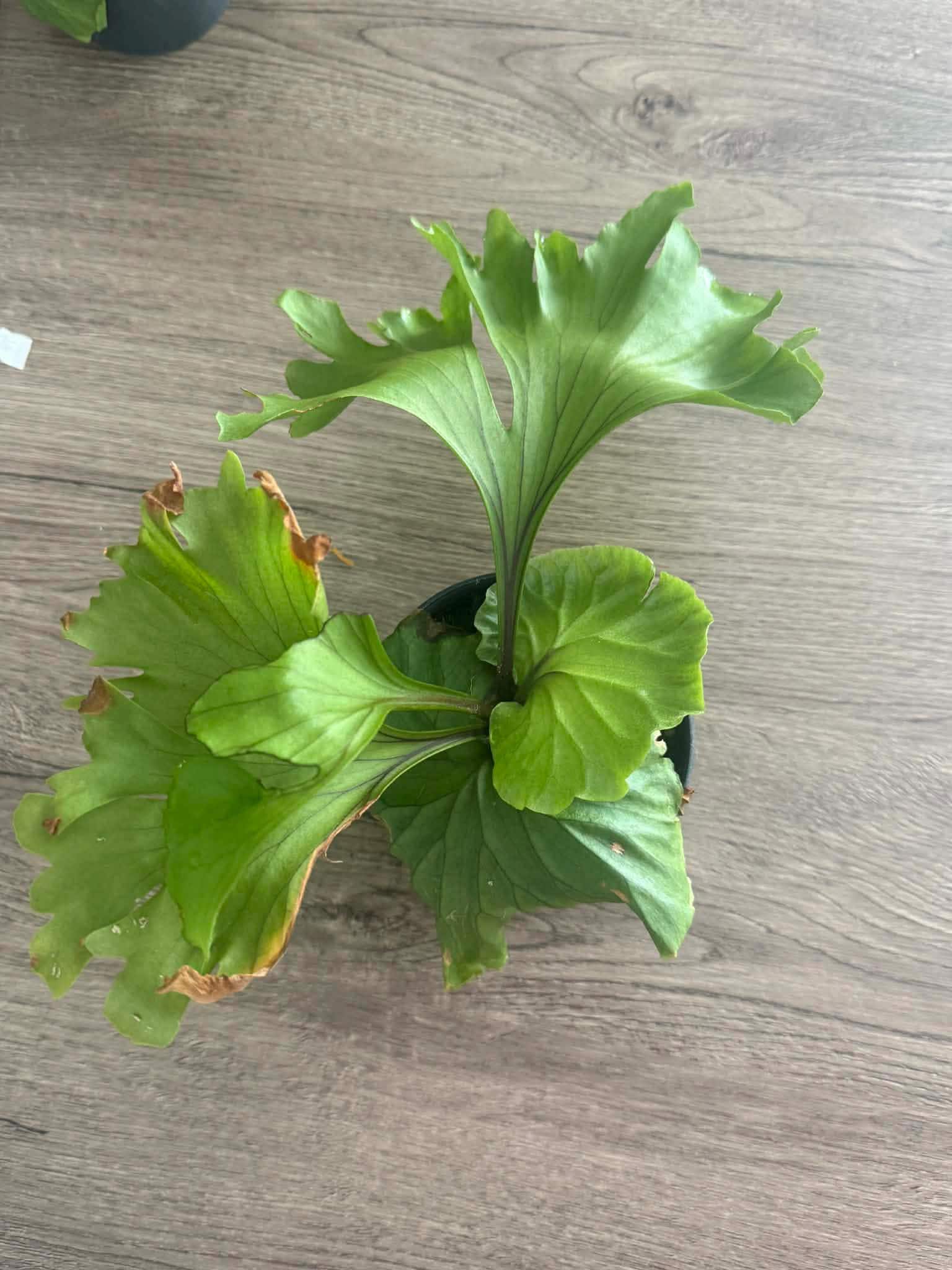 A x Platycerium ridleyi "Monkey King"  Staghorn Fern - 1 Plant (Plant A)