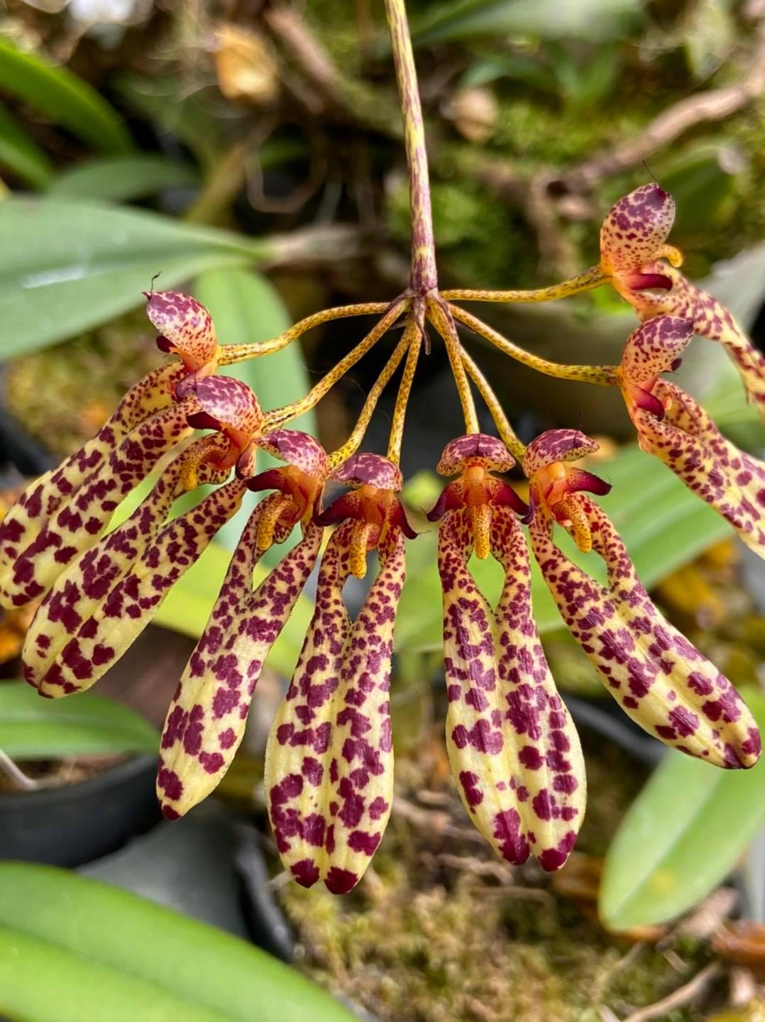 Bulbophyllum longiflorum 1 Orchid Plant, Bloom Size,Bulbophyllum Collection