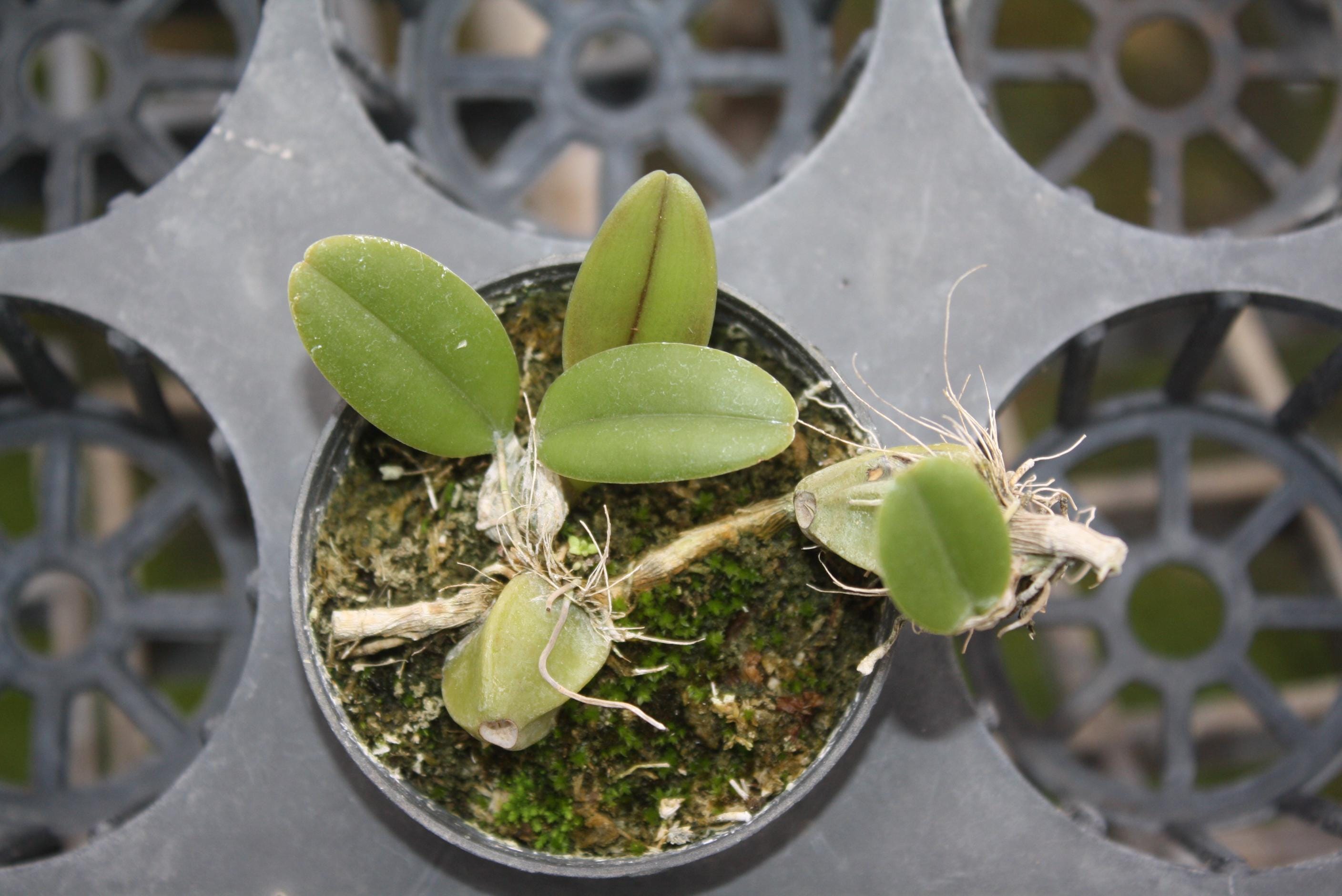 Bulbophyllum longiflorum 1 Orchid Plant, Bloom Size,Bulbophyllum Collection