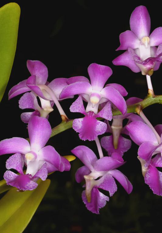 Aerides crassifolia Orchid Plant, Bloom Size, Vanda Seidenfadenia, Bare Root