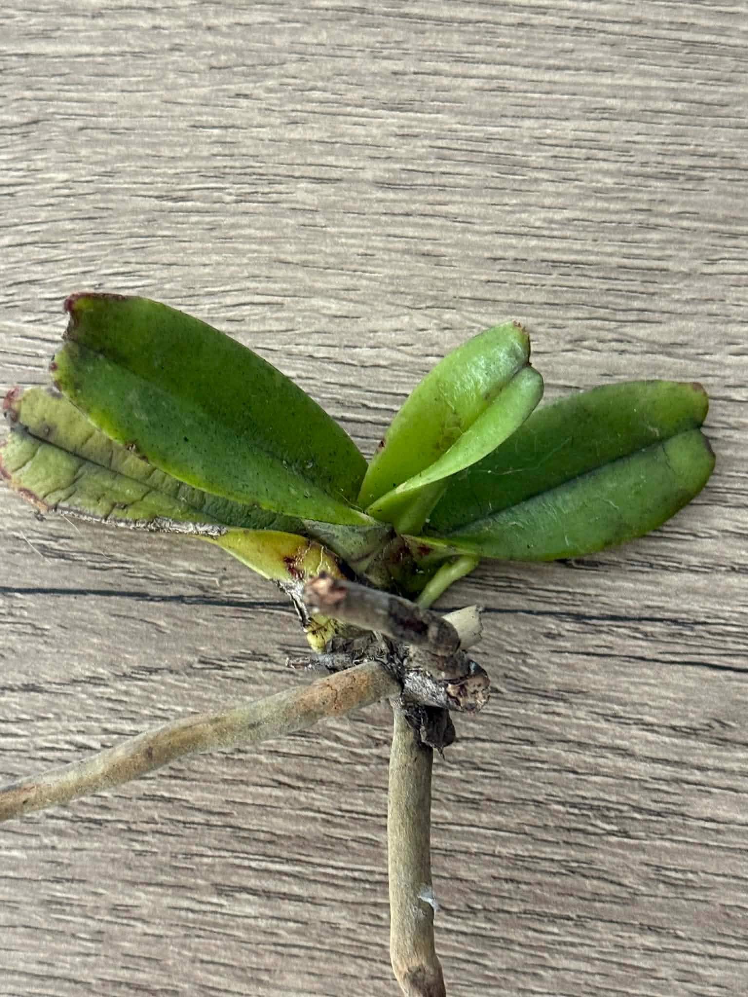 Aerides crassifolia Orchid Plant, Bloom Size, Vanda Seidenfadenia, Bare Root