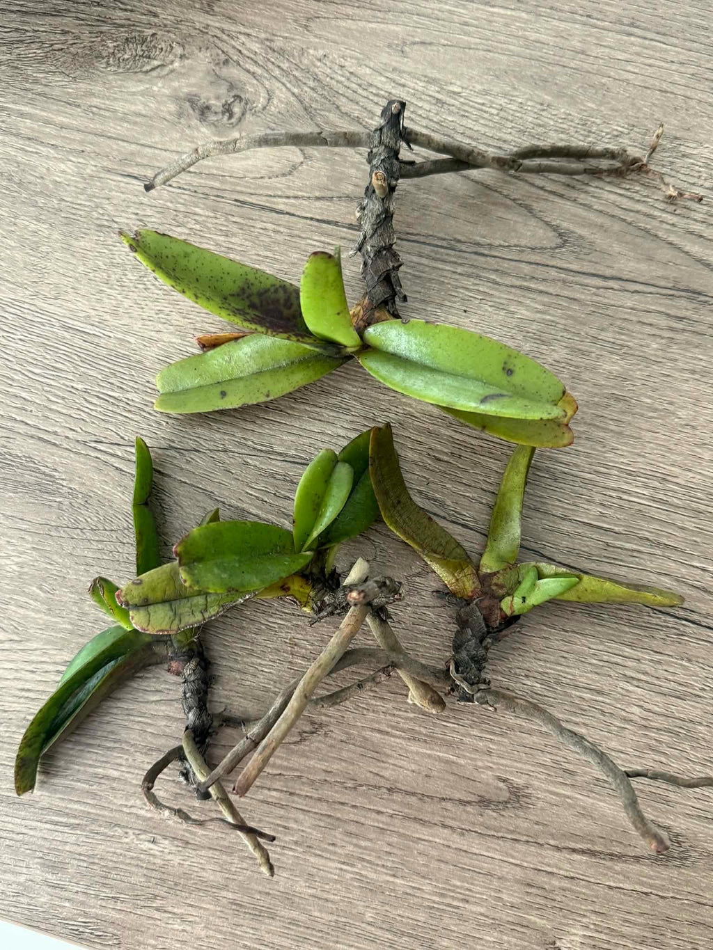 Aerides crassifolia Orchid Plant, Bloom Size, Vanda Seidenfadenia, Bare Root