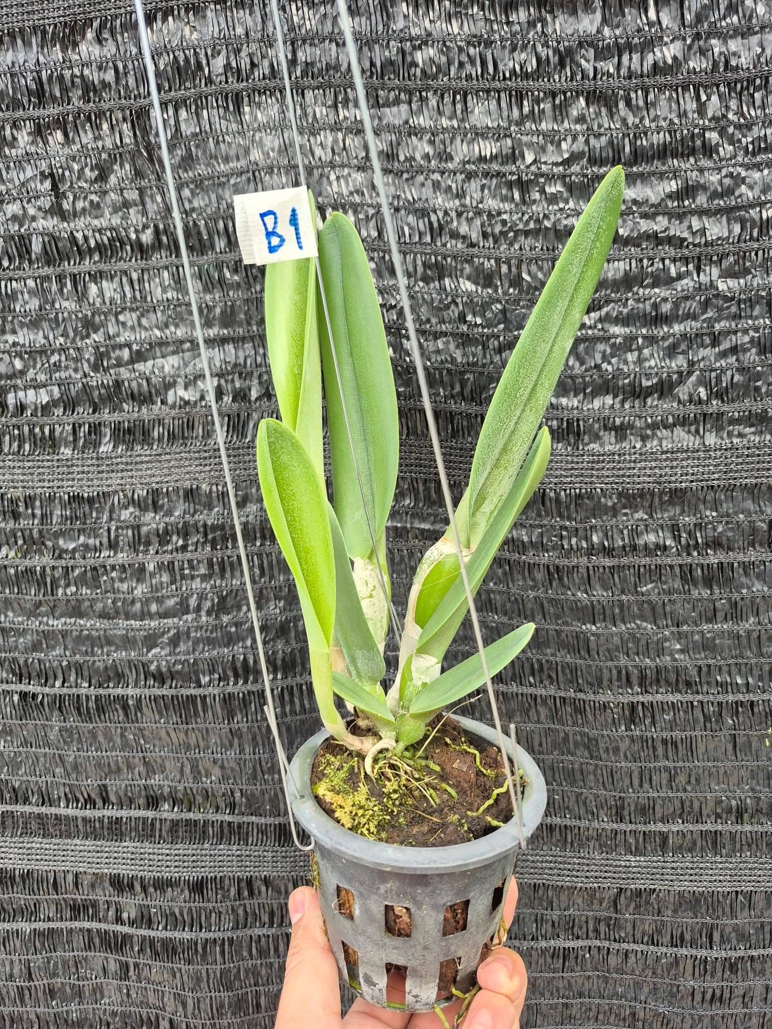 Rhyncholaelia digbyana (Rare Collector's Species – Cattleya digbayana)
