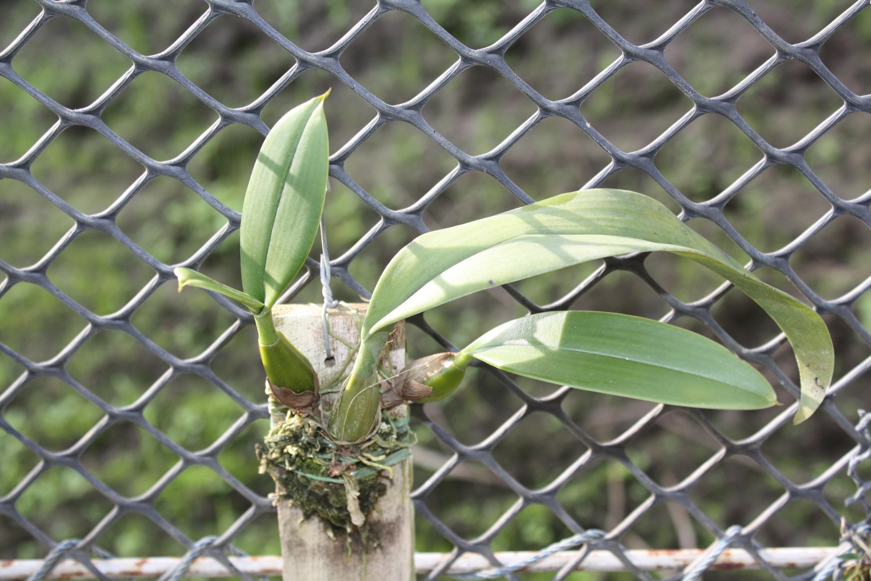 Bulbophyllum medusae Orchid Plant – Rare Bloom Size Bulbophyllum Orchids
