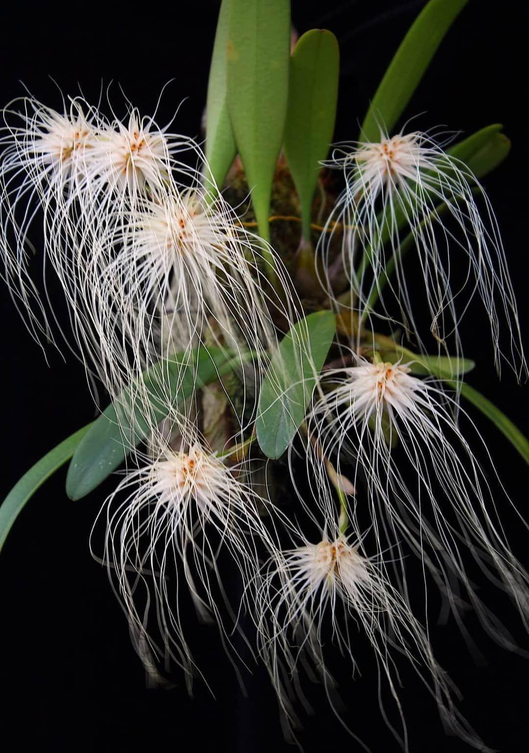 Bulbophyllum medusae Orchid Plant – Rare Bloom Size Bulbophyllum Orchids