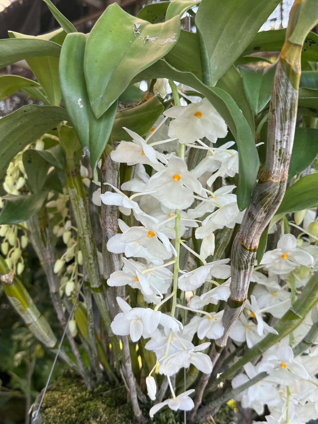 Dendrobium farmeri alba Orchid Plant (Bloom Size)