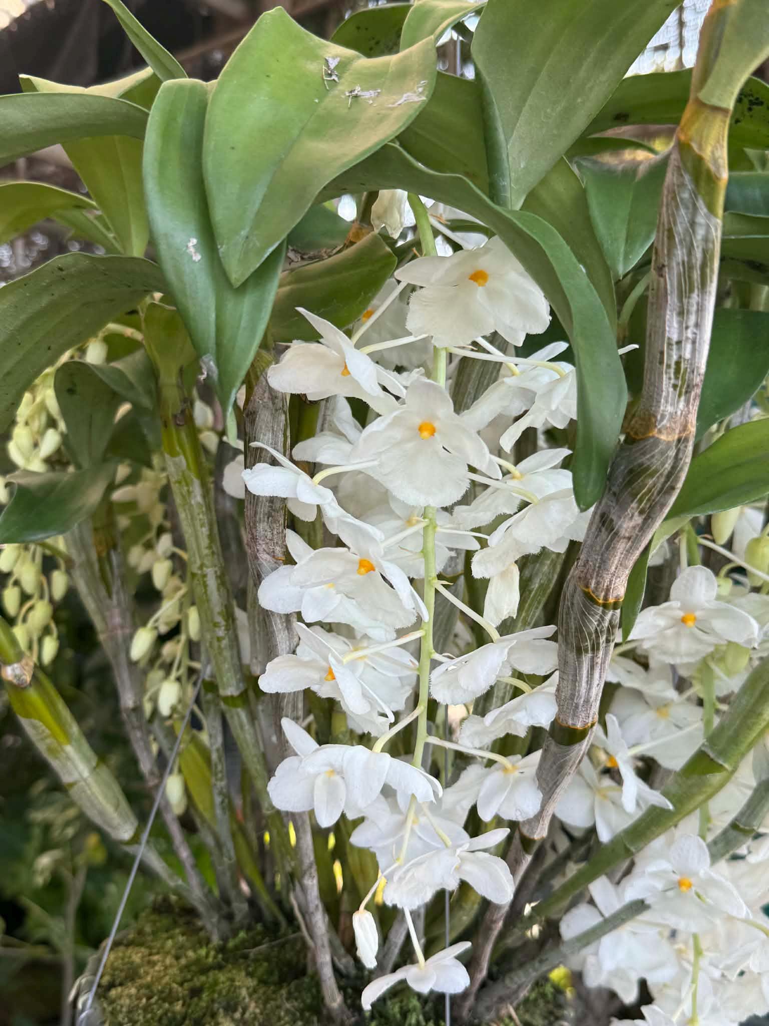 Dendrobium farmeri alba Orchid Plant (Bloom Size)