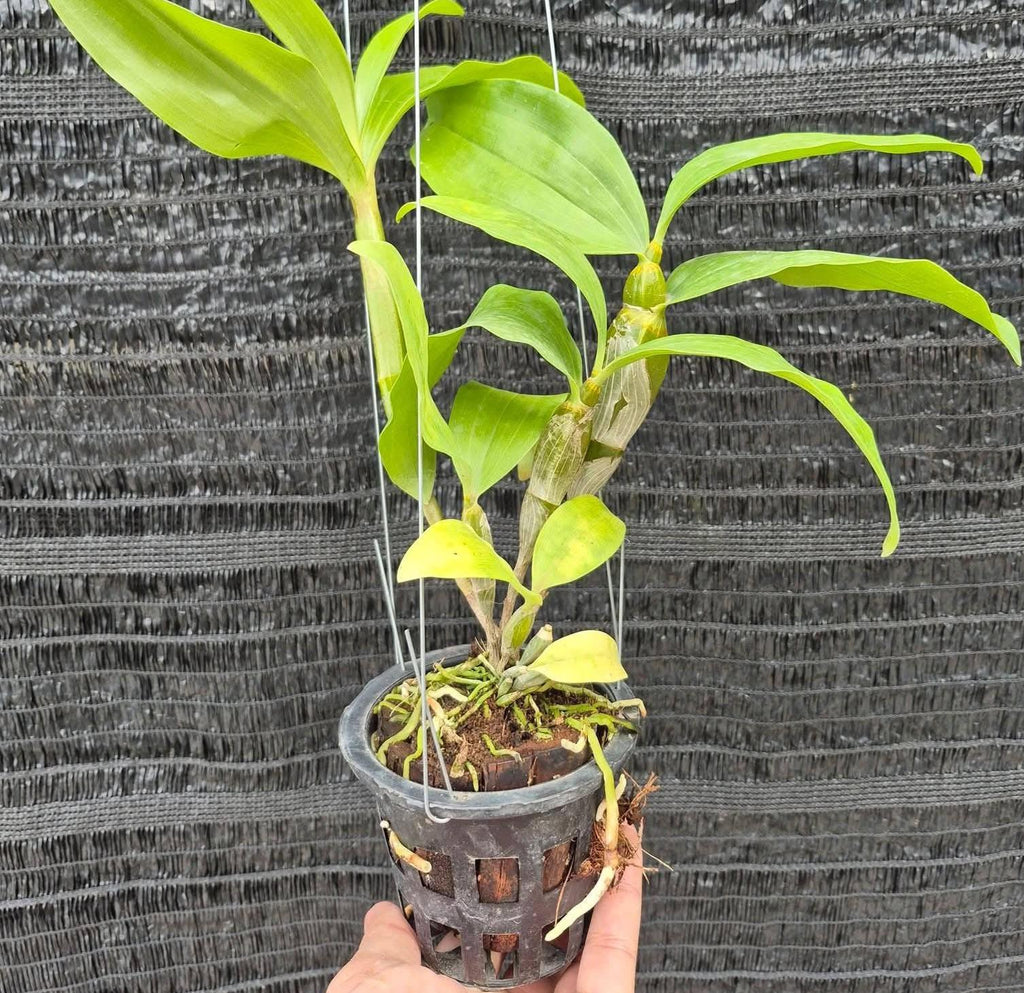 Dendrobium farmeri alba Orchid Plant (Bloom Size)