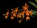 Renanthera monachica Orchid Plant (Starter Size) Cattleya Laelia Vanda Renanthera