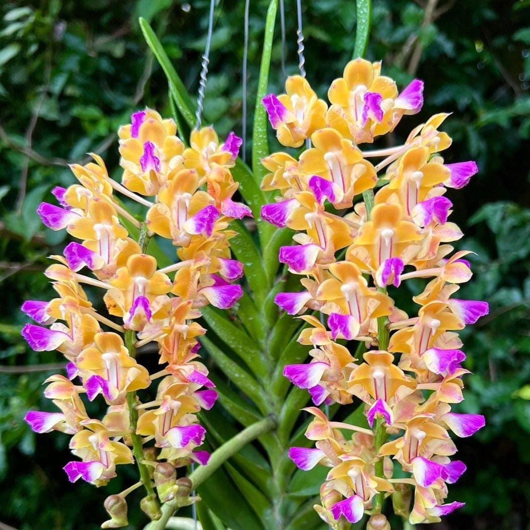 Aerides houlletiana Orchid Plant (Starter Size) – Yellow Purple Blooms