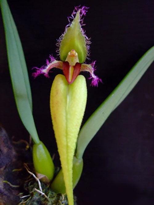 Bulbophyllum fascinator semi-alba  Orchid Plant (Bloom Size)