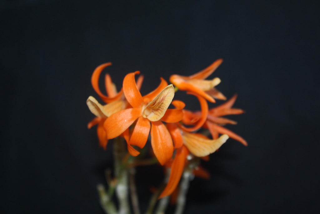 Dendrobium unicum 1 Plant Orchid (Bloom Size) Beauty Dendrobium orange flower Fragrant