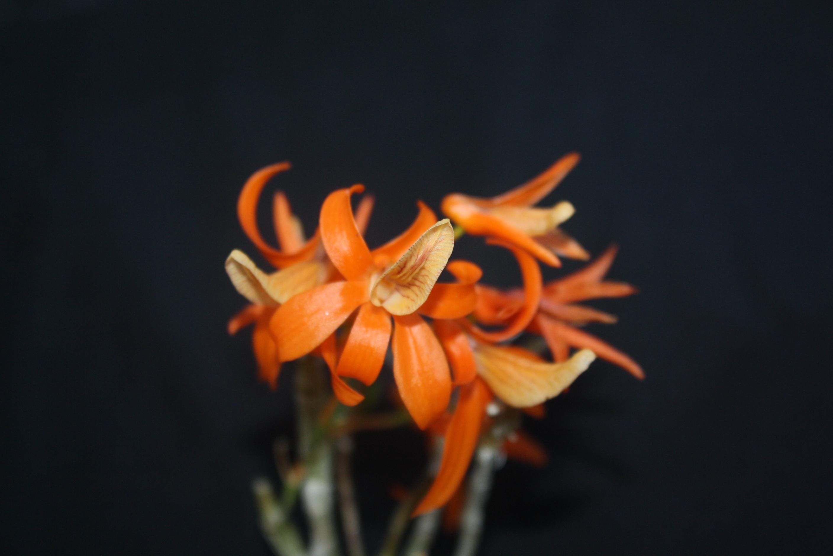 Dendrobium unicum 1 Plant Orchid (Bloom Size) Beauty Dendrobium orange flower Fragrant