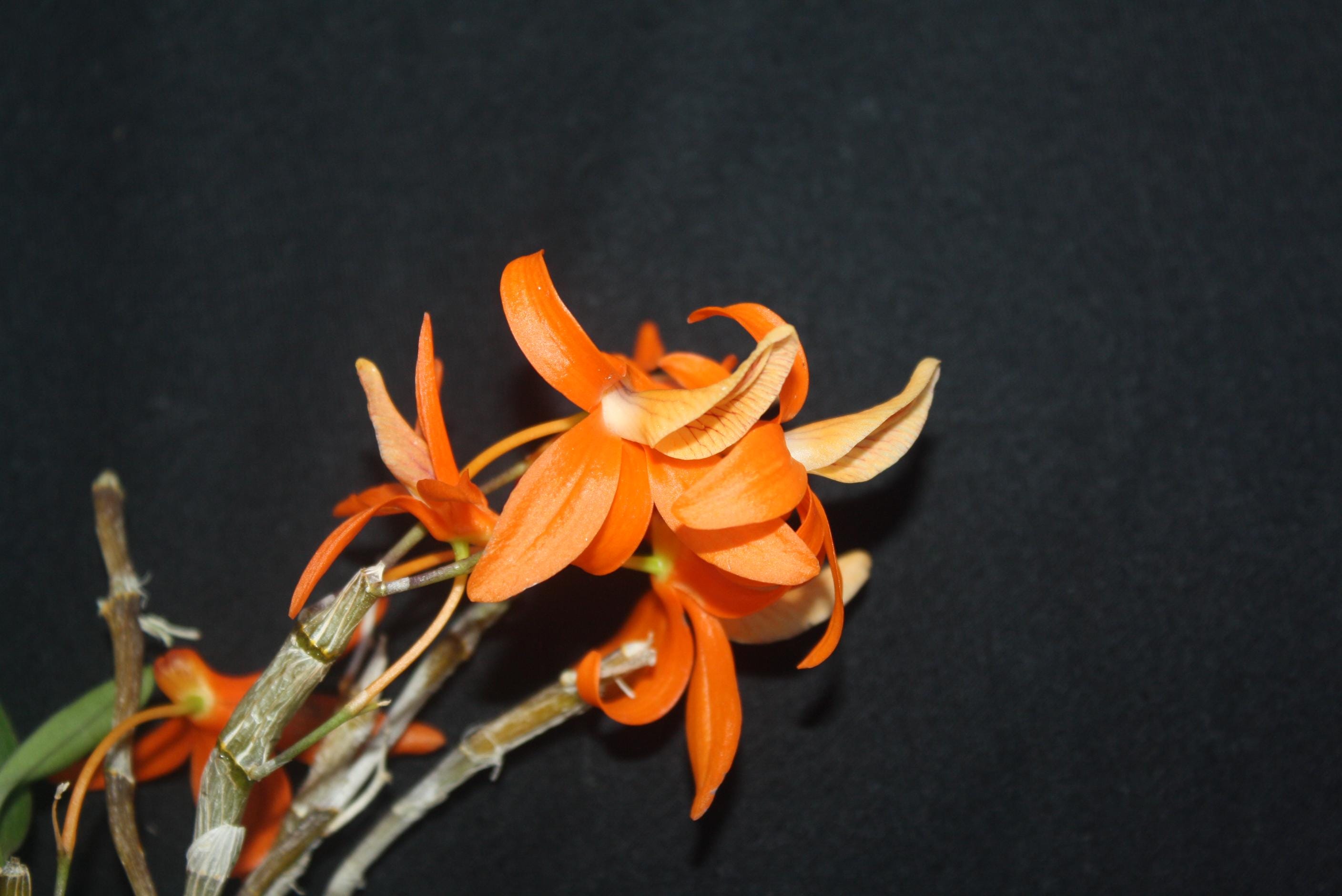 Dendrobium unicum 1 Plant Orchid (Bloom Size) Beauty Dendrobium orange flower Fragrant