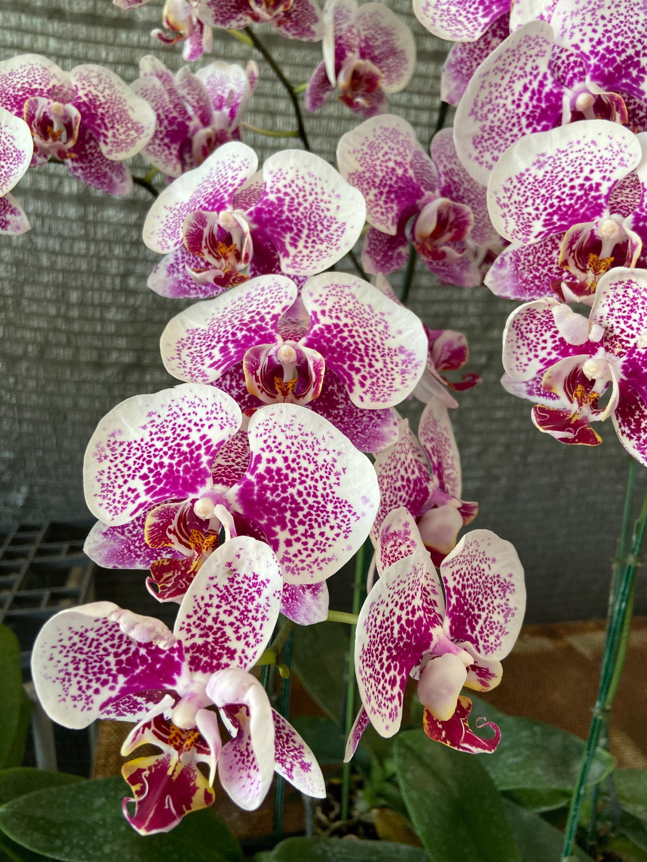 Phalaenopsis orchids Live Plant Multi-color ( select by your choice) easy to care