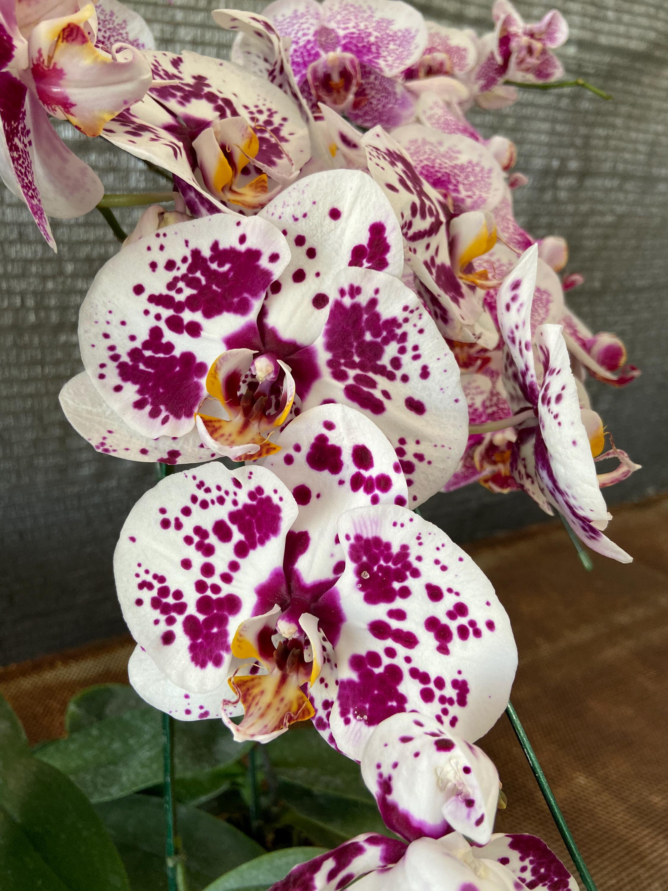 Phalaenopsis orchids Live Plant Multi-color ( select by your choice) easy to care