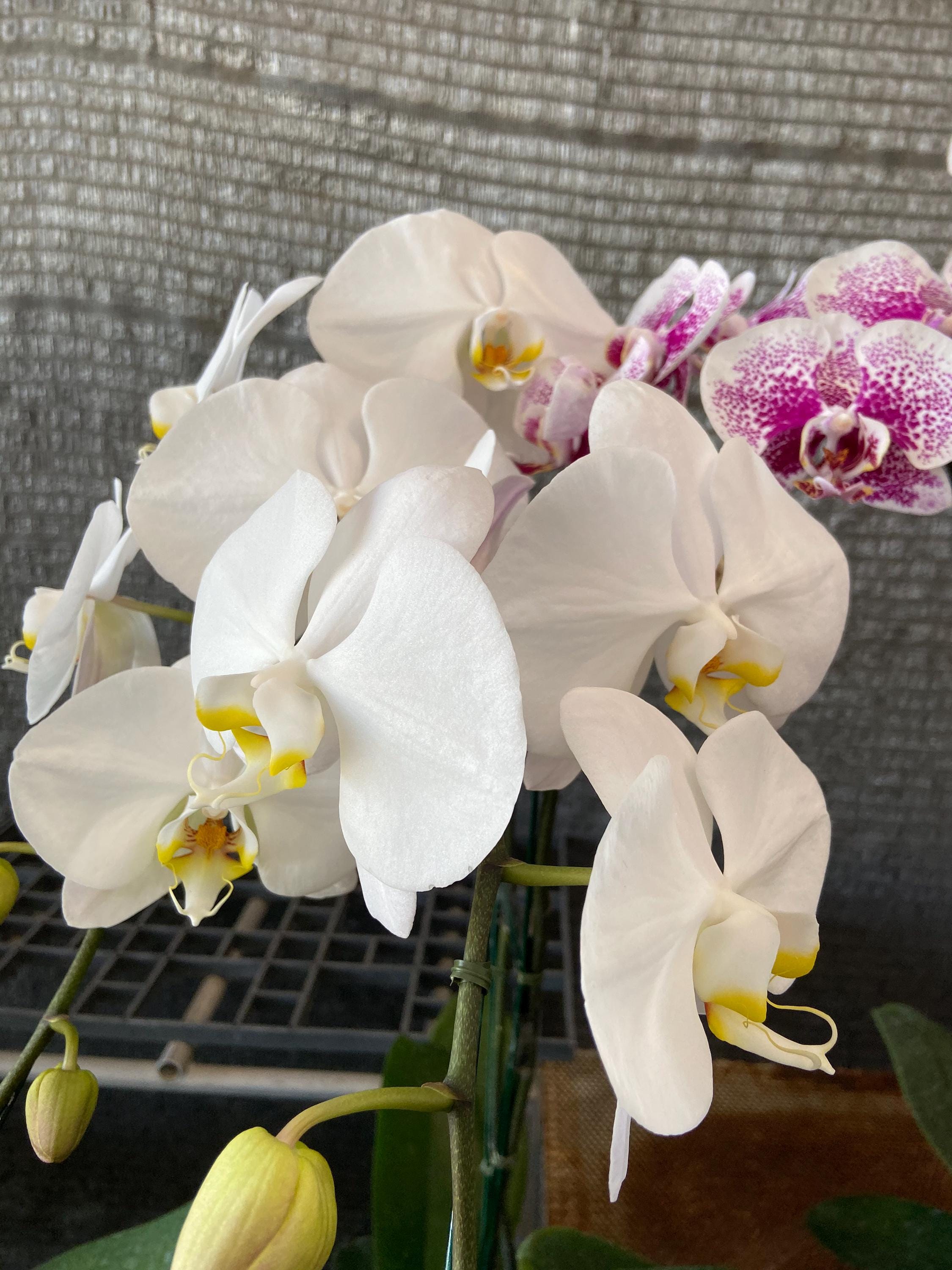 Phalaenopsis orchids Live Plant Multi-color ( select by your choice) easy to care