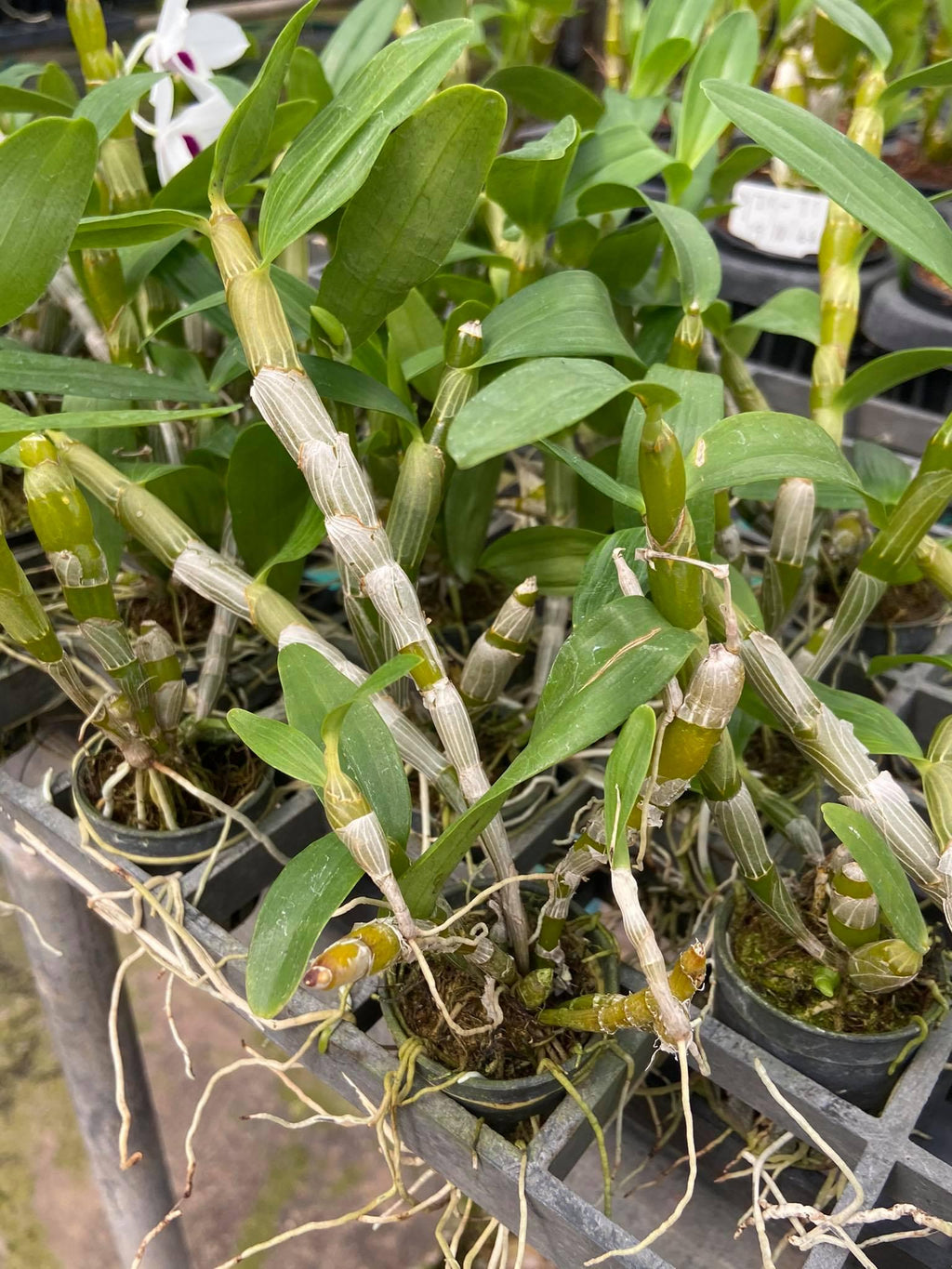 Dendrobium (Nobile) watanabe  1 Plant Orchid (Starter Size) white