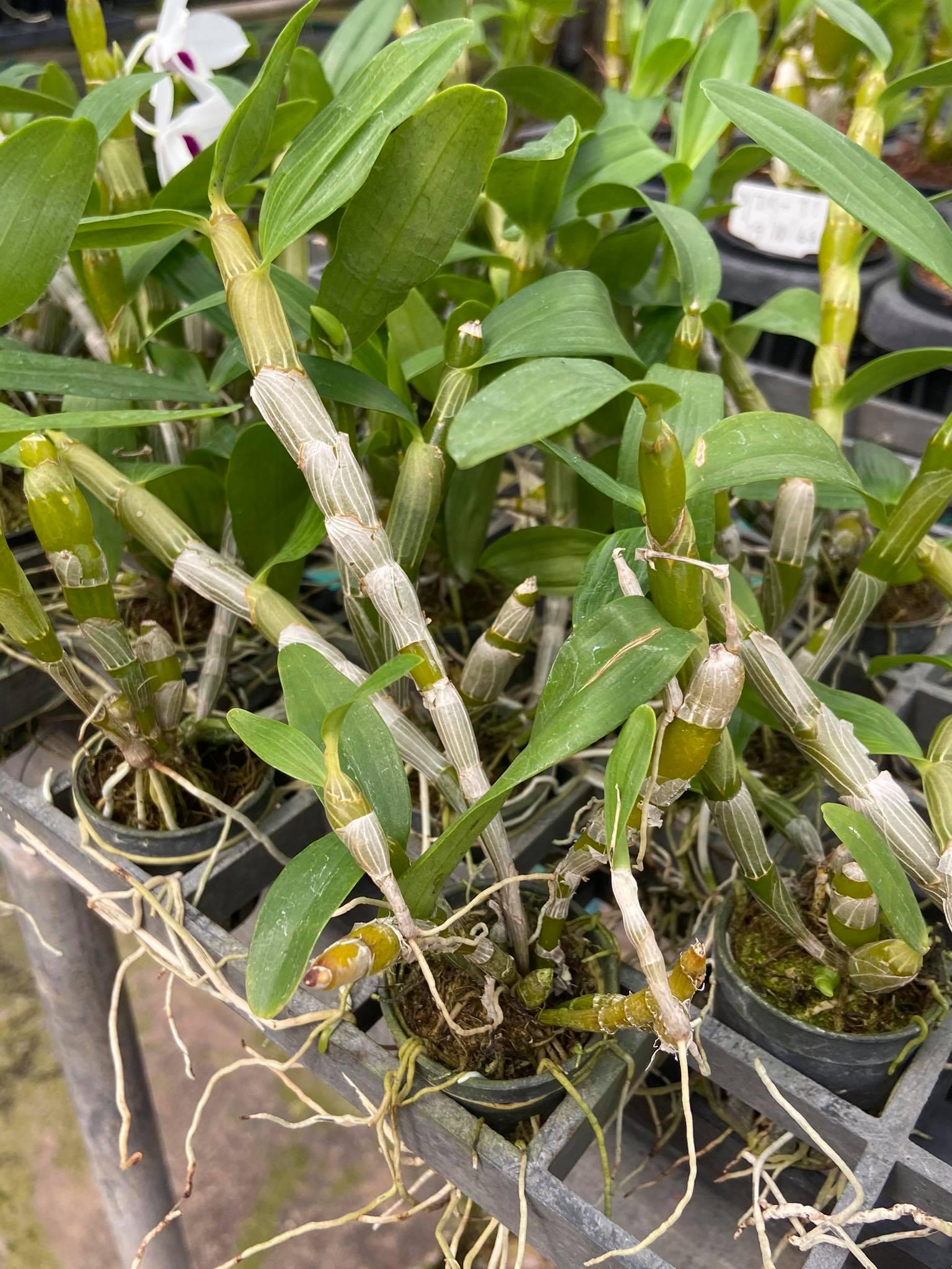 Dendrobium (Nobile) watanabe  1 Plant Orchid (Starter Size) white