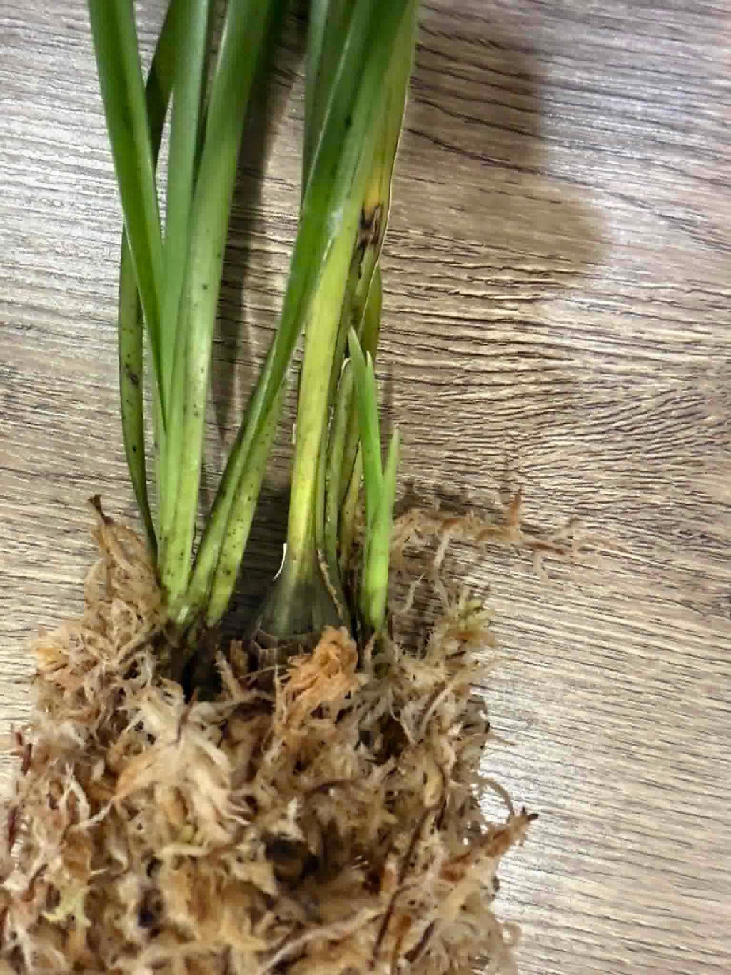 Cymbidium wenshanense (シンビジウム ) 1 Plant (bloom Size) Rare Cymbidium Orchid Collection