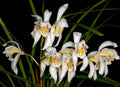 Cymbidium wenshanense (シンビジウム ) 1 Plant (bloom Size) Rare Cymbidium Orchid Collection