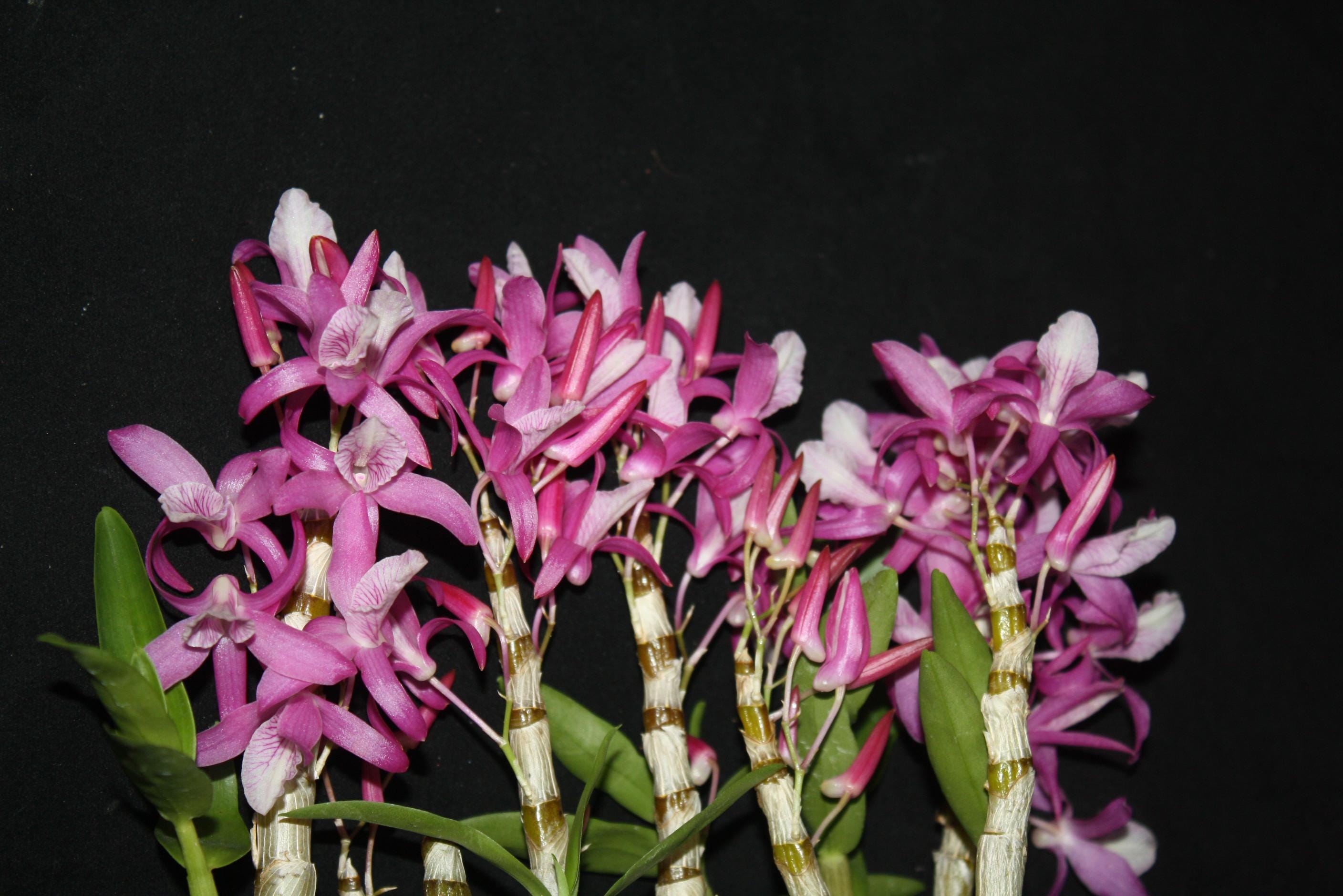 Dendrobium Rainbow Dance  1 Plant Orchid (Bloom Size) fragrant flower