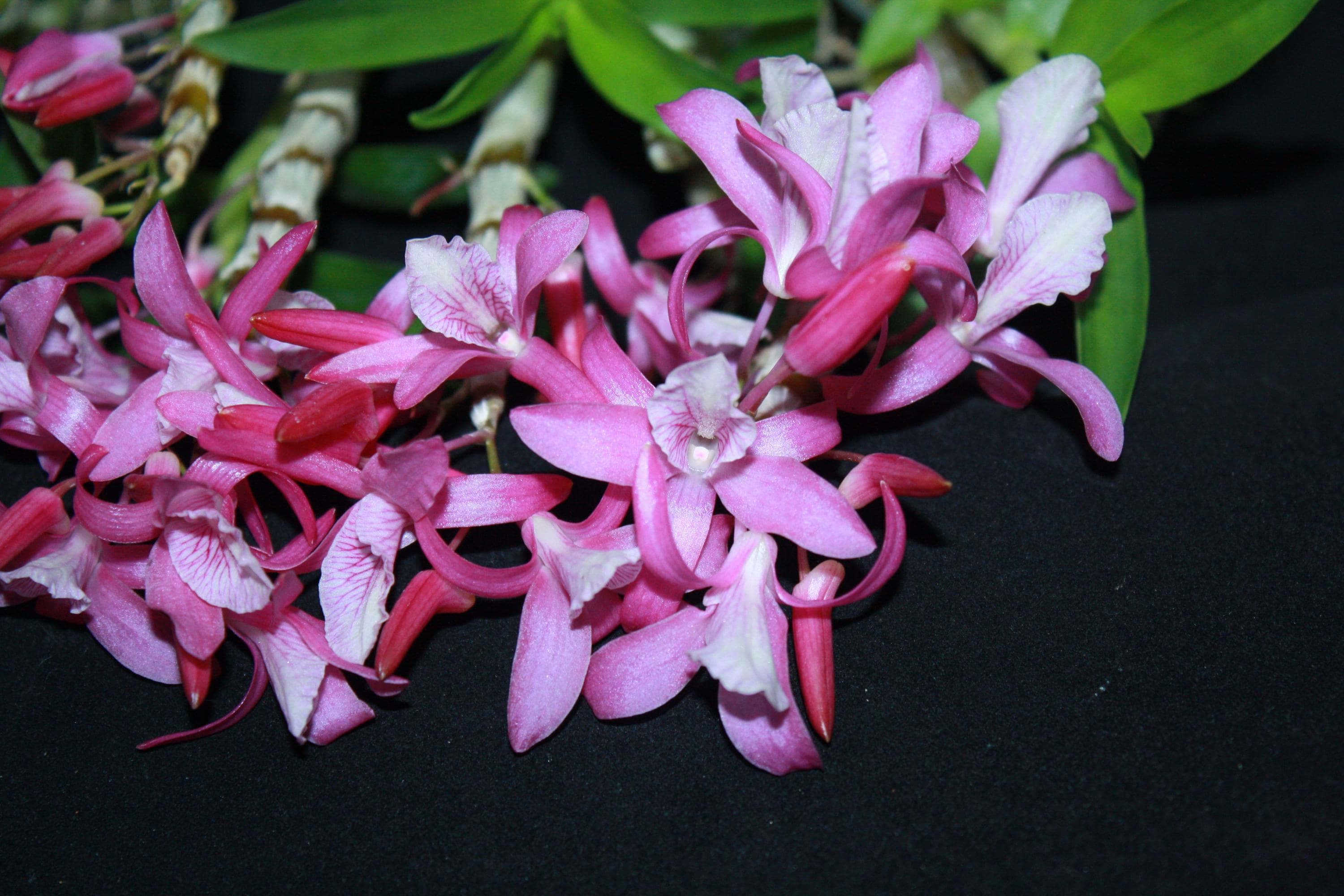 Dendrobium Rainbow Dance  1 Plant Orchid (Bloom Size) fragrant flower