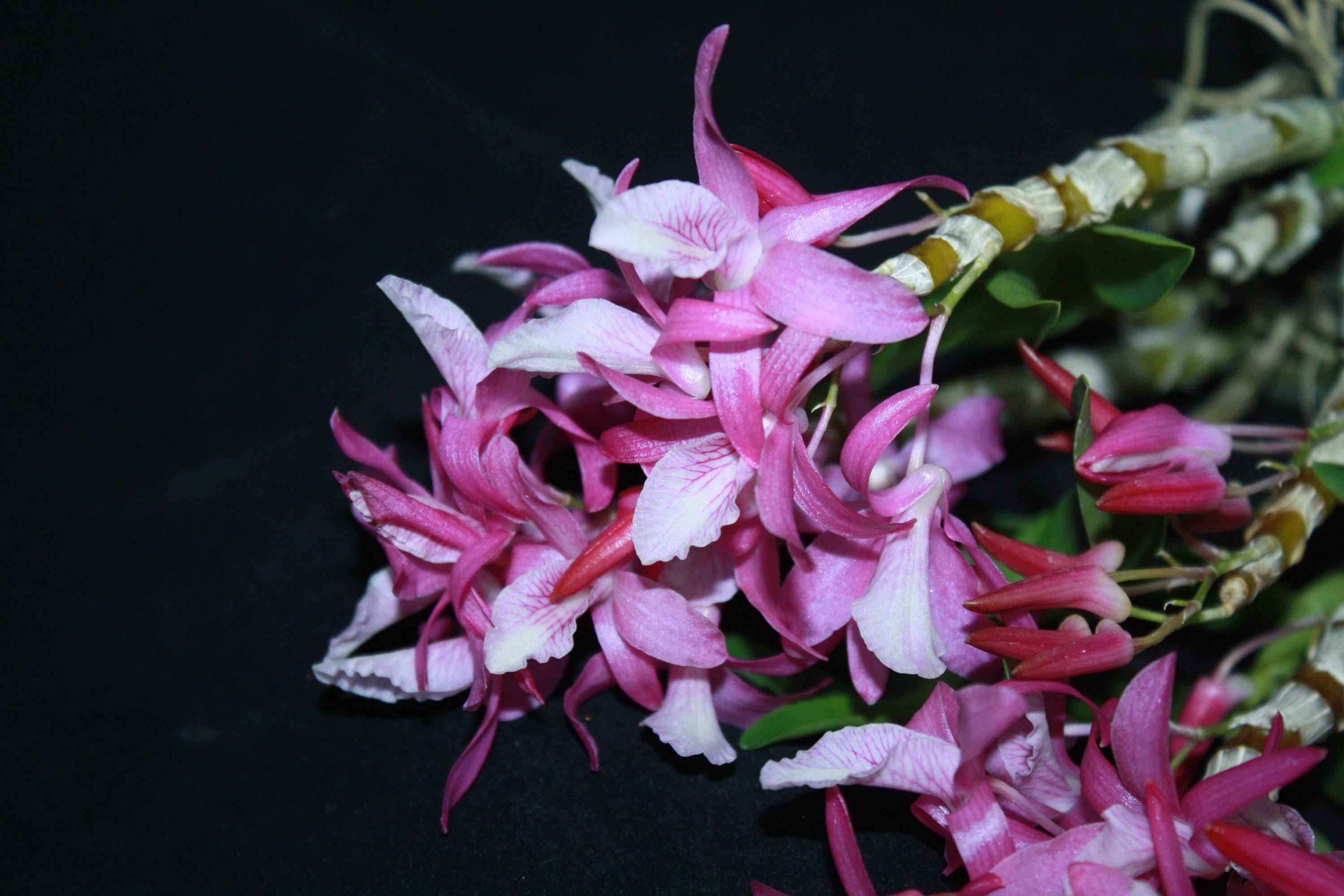 Dendrobium Rainbow Dance  1 Plant Orchid (Bloom Size) fragrant flower