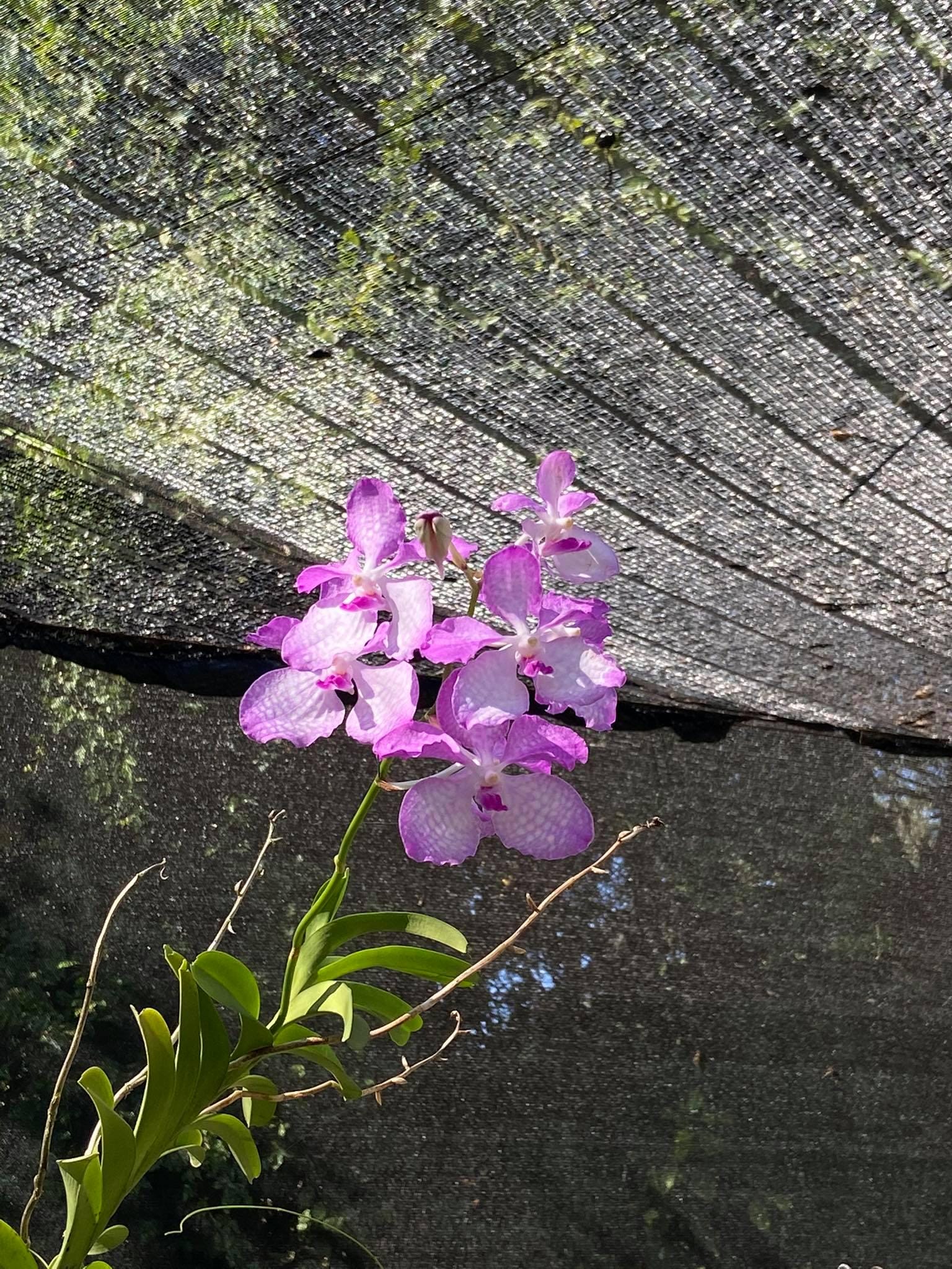 Vanda coerulea "Pink" , Rare species,Blooming Size,rare orchid collection